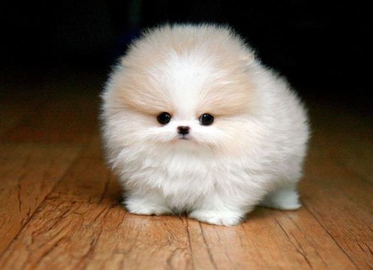 830e2dad899aa68880c45dd0e12c3094--micro-teacup-pomeranian-teacup-puppies.jpg