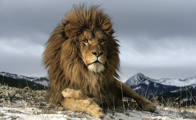 _83930440_lion-think-976.jpg