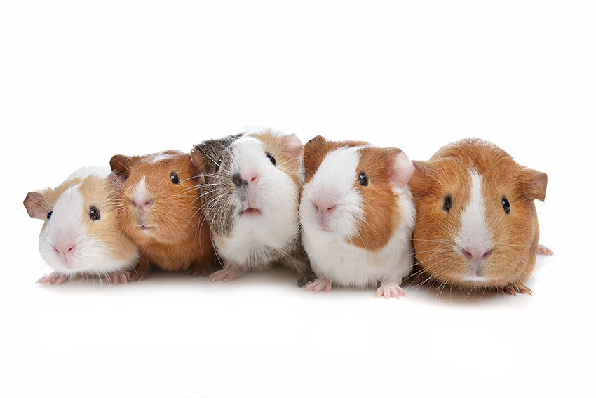 a-group-of-guinea-pigs.jpg