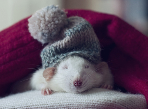 animals,cute,rodents,cold,mouse,photography-b0eec6c4ffa15b11b925d5abb01261f6_h.jpg