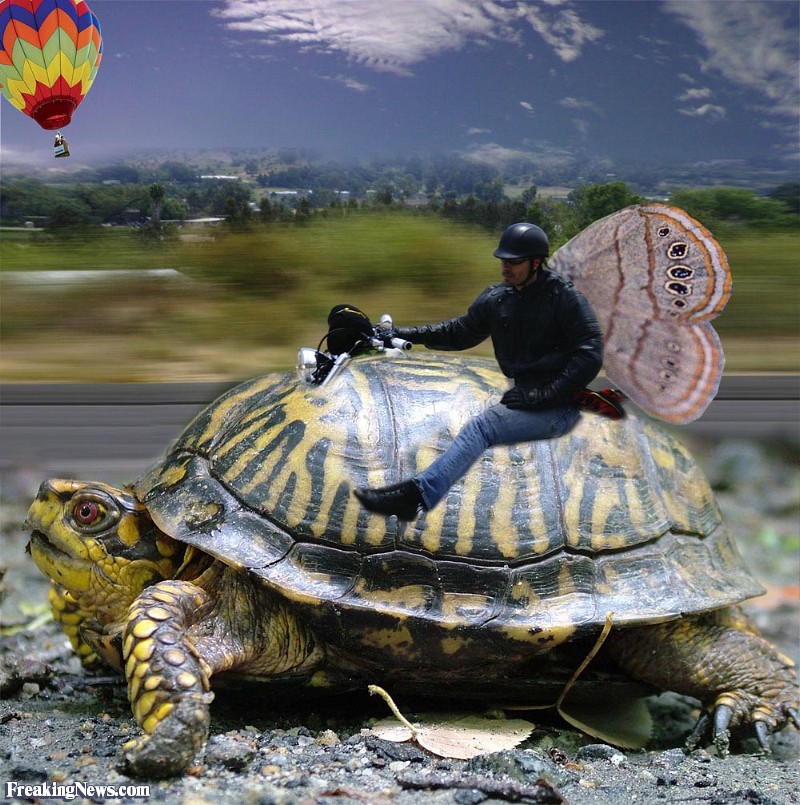 Biker-Riding-a-Tortoise--59306.jpg