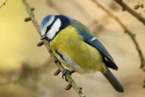 bluetit_300.jpg