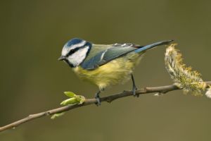 bluetit_f-300.jpg