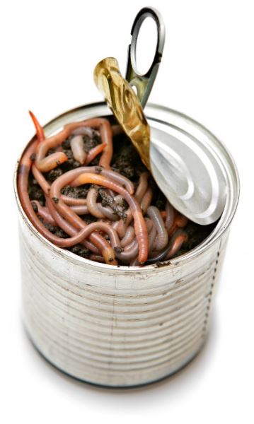 Can of worms.JPG