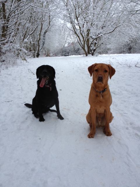 Chewey & Murphy in snow photo.JPG