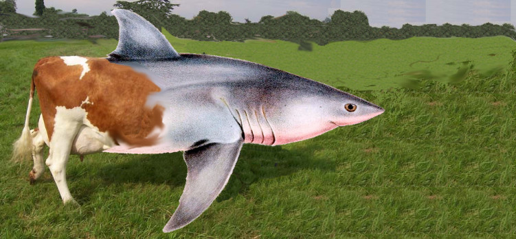 COW_SHARK-e1407951167133.jpg