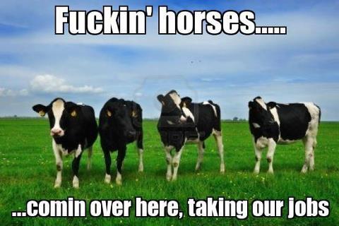 Cows.jpg