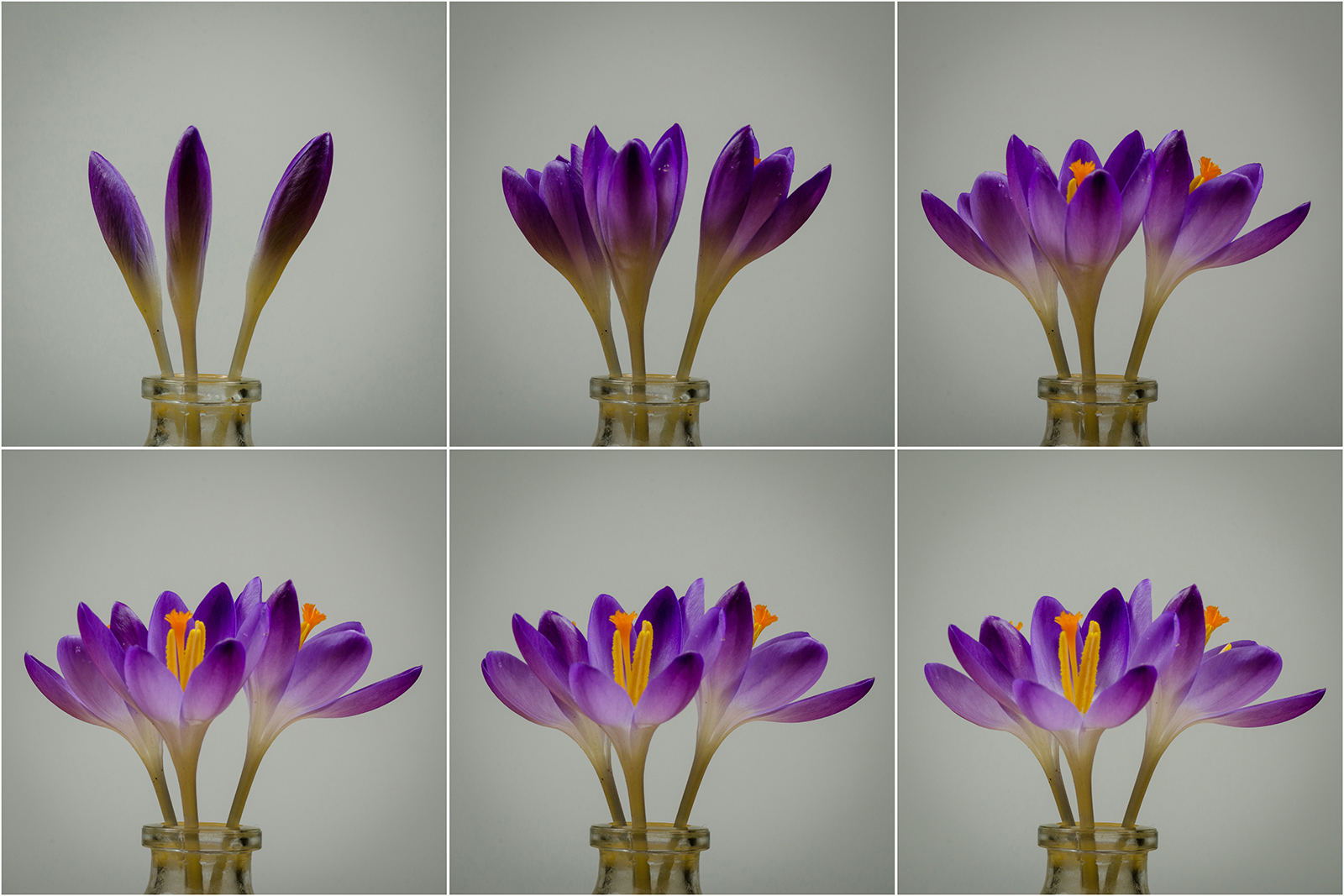 Crocus Series small.jpg