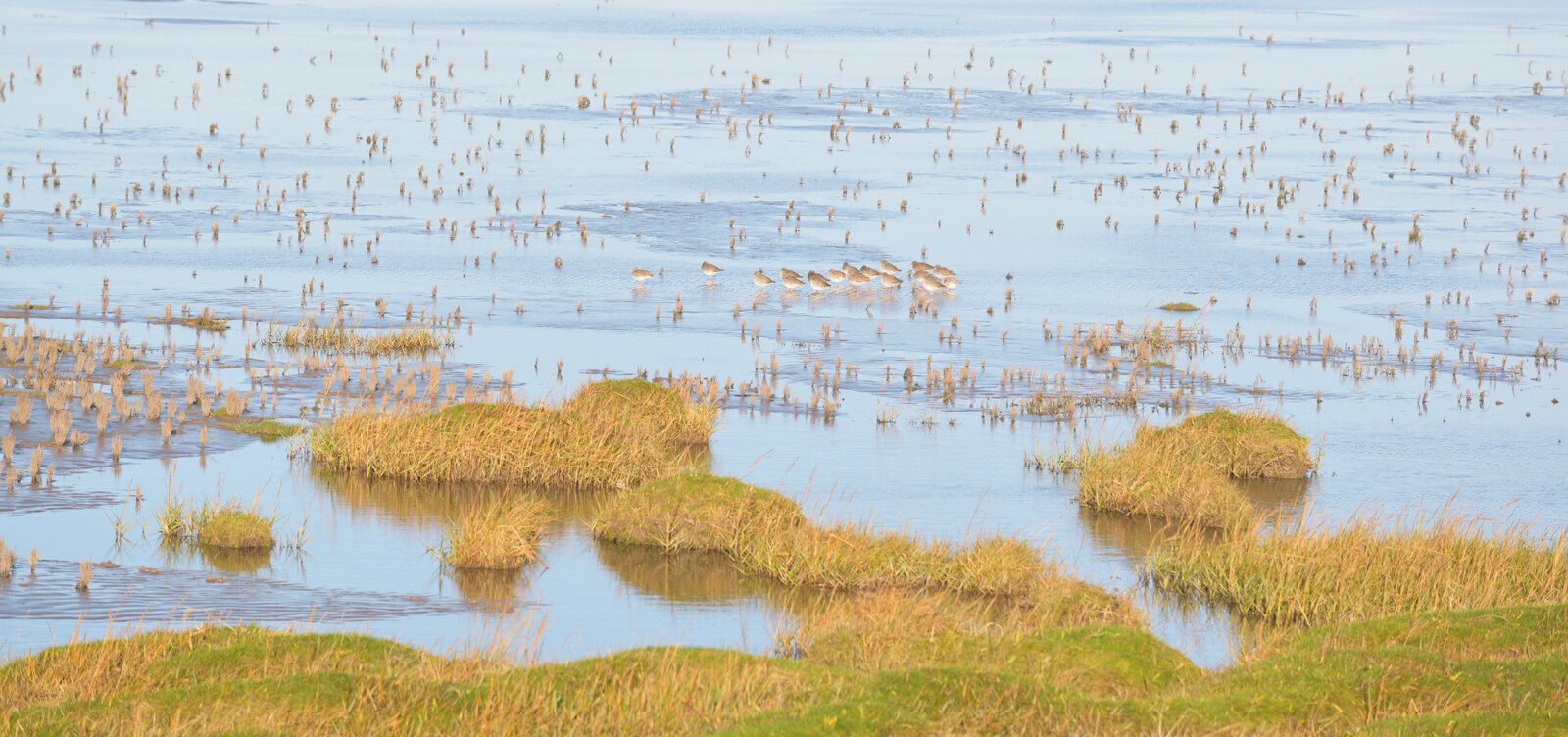 curlew.JPG