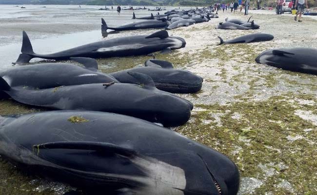 dead-whales-new-zealand-afp_650x400_81486703828.jpg