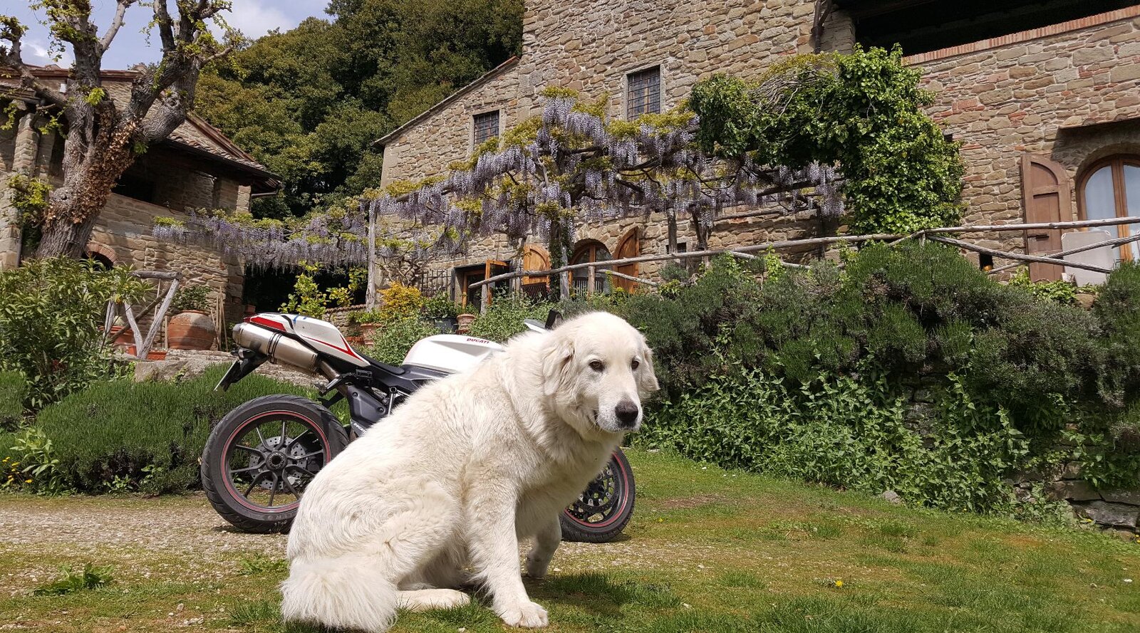 ducati_dog.jpg