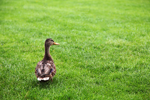 duck-on-green-grass-11282918510n9rY.jpg