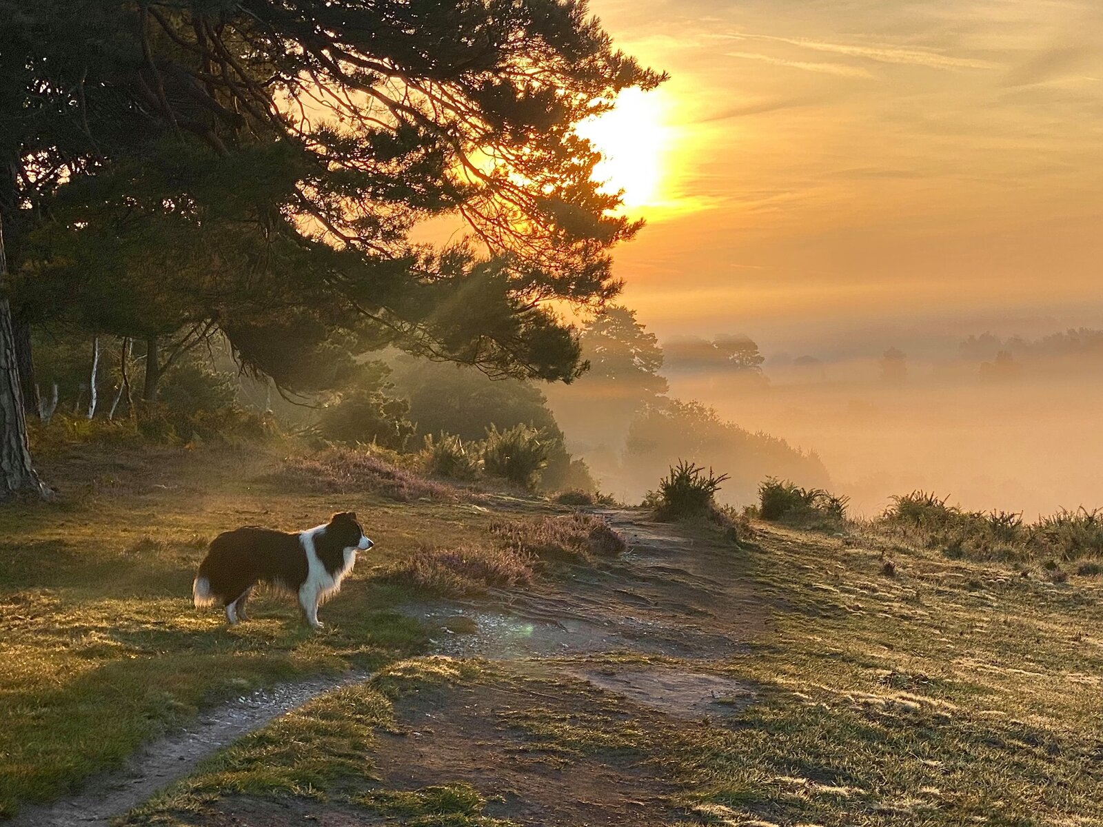 Finn New forest September 2021.jpg