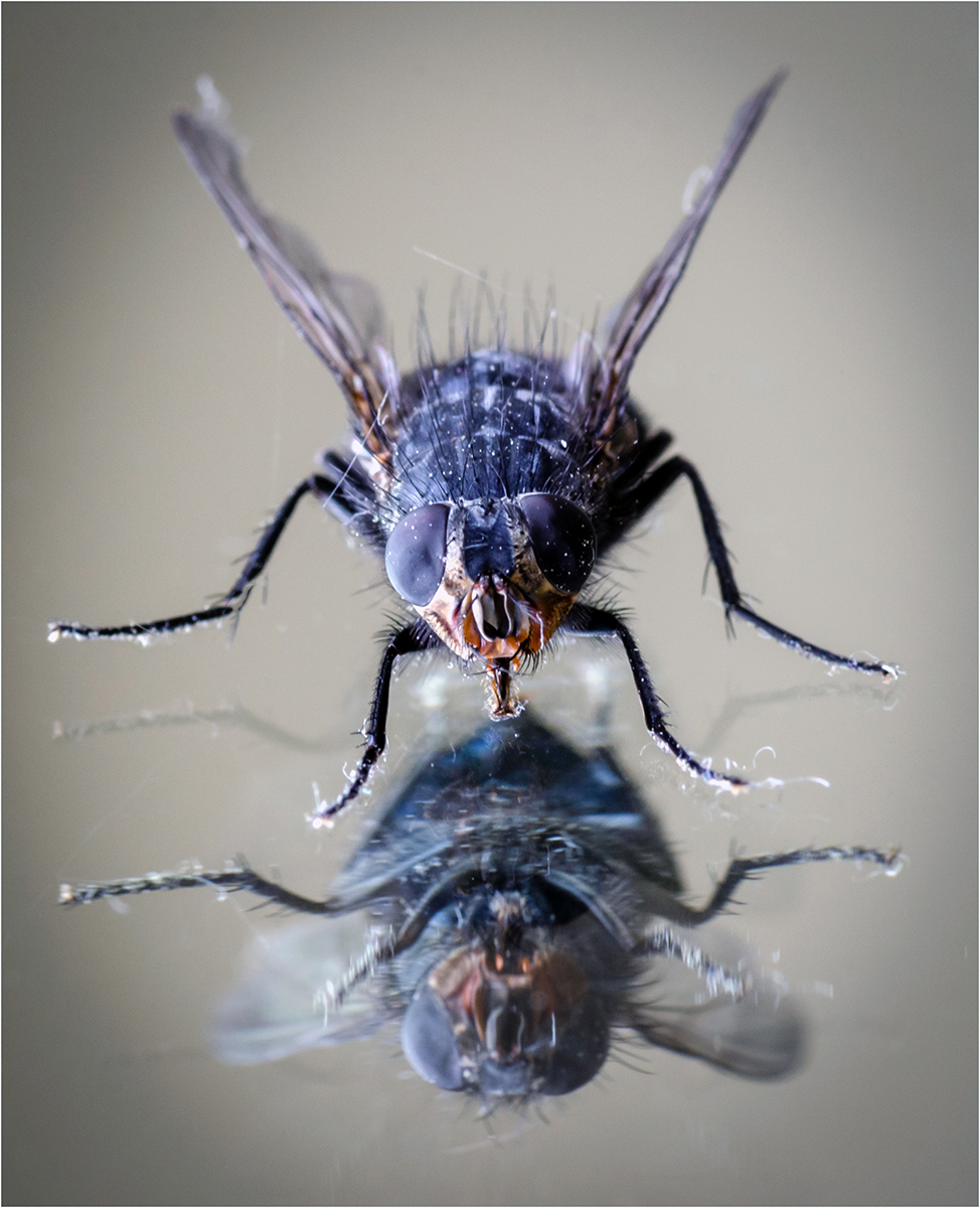 Fly Reflection.jpg