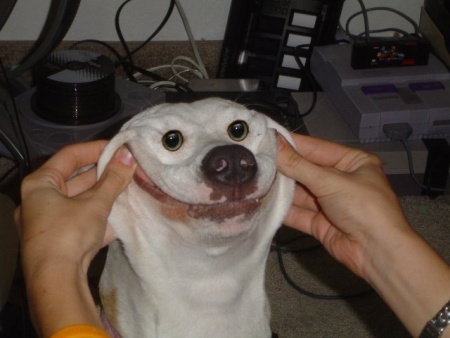 funny-dog-smiley-face-image.jpg