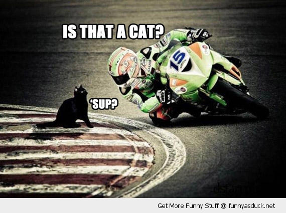 funny_motorbike_racer_cat_track_sup_pics_by_computerguy22-d7ha331.jpg