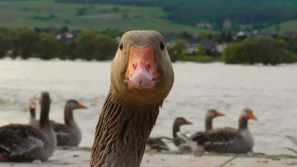 Geese.jpg