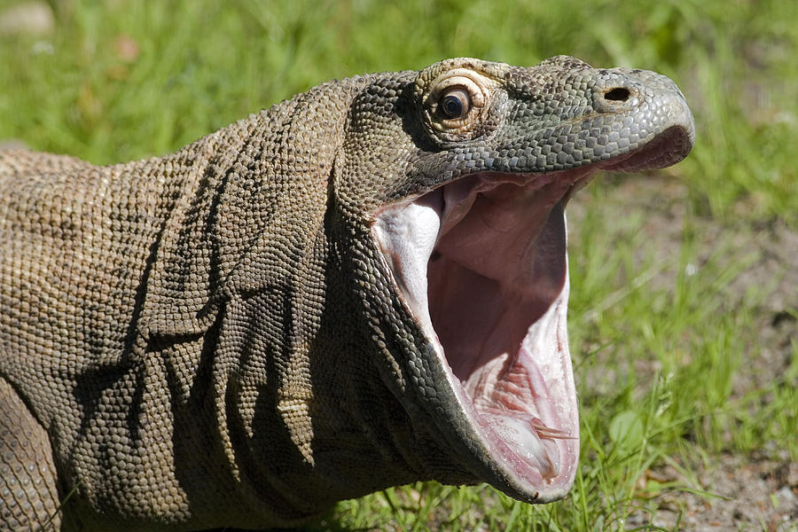 komodo-dragon-with-open-mouth-ayimages.jpg