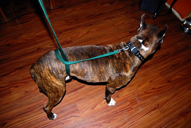 leash around waist.jpg