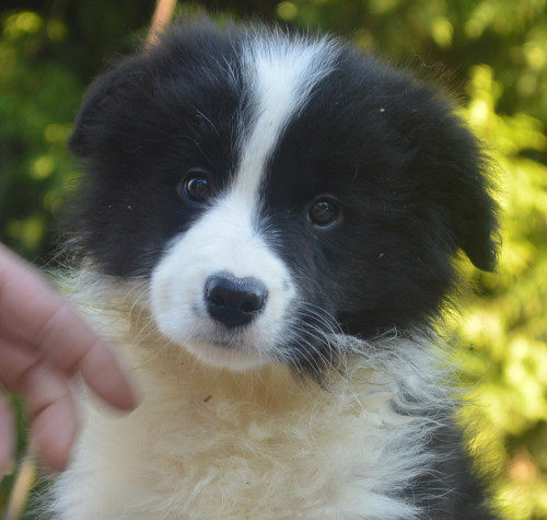 Meg 10 wks old.jpg