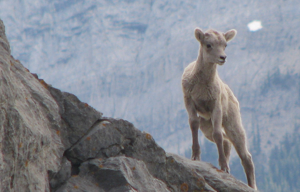 Mountain-Sheep.jpg