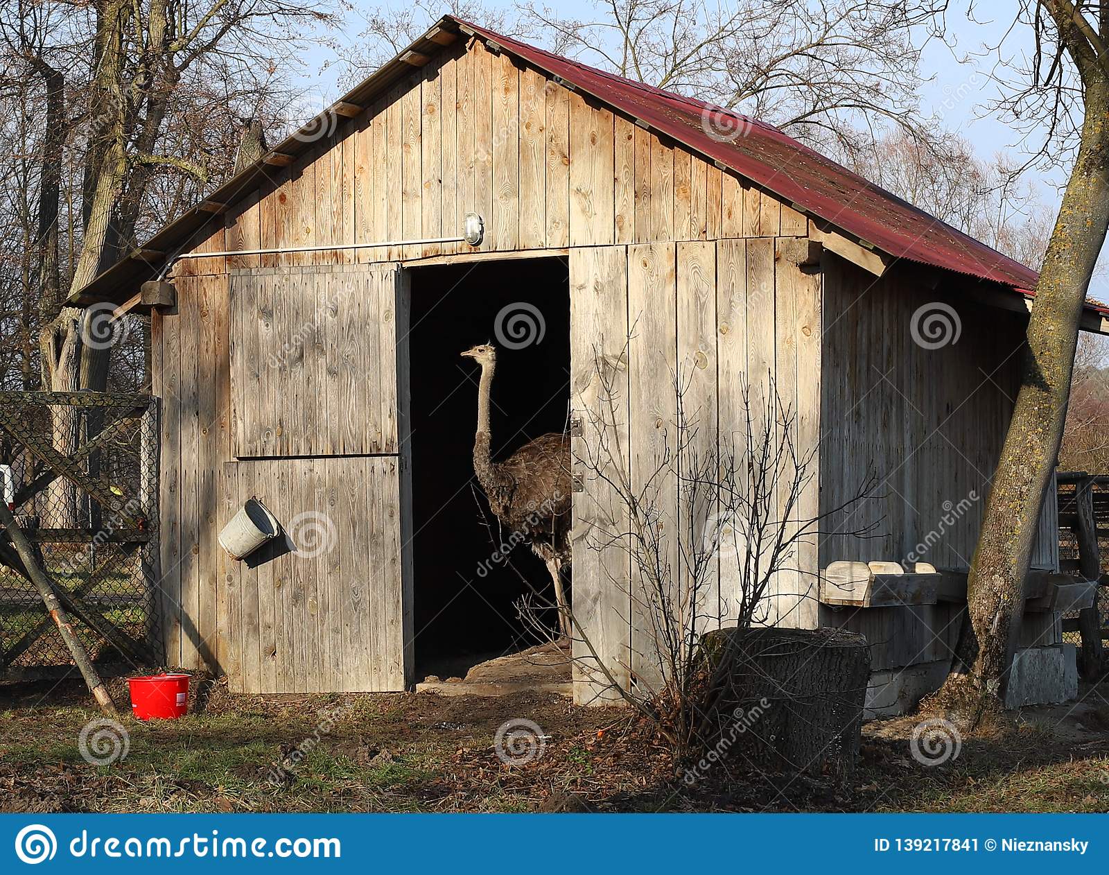 ostrich-door-funny-situation-old-wooden-shed-middle-polish-countryside-summer-139217841.jpg