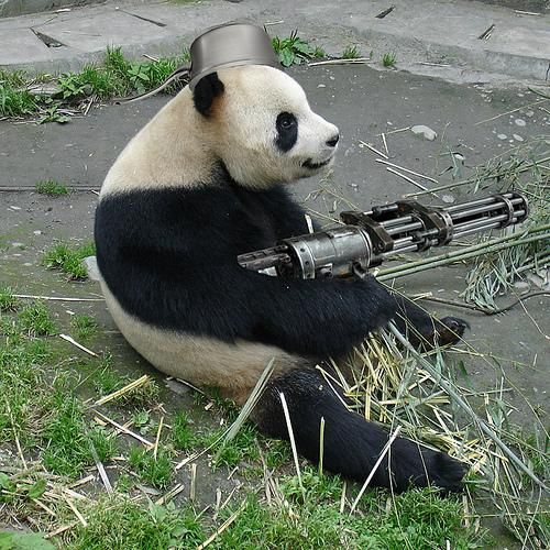 Panda.jpg