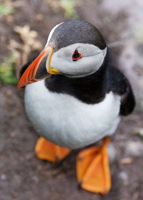 puffin.jpg