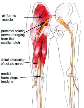 sciatic nerve.jpg