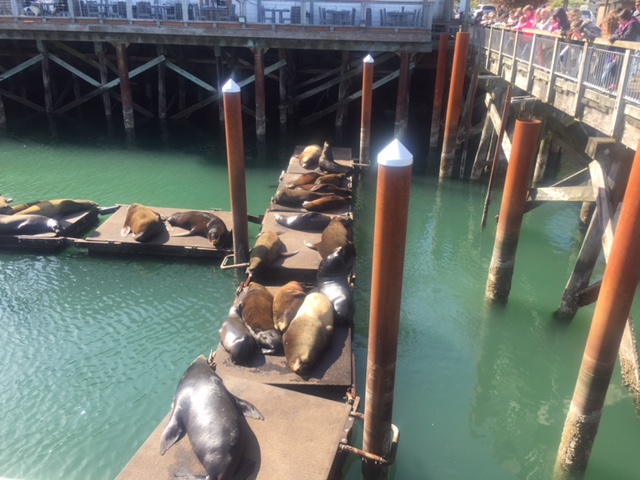 sea lions.JPG