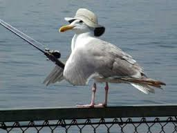 seagull.png