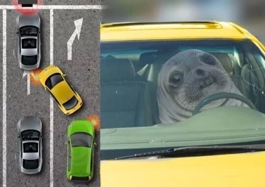 Seal+in+a+car_e921de_5266609.jpg