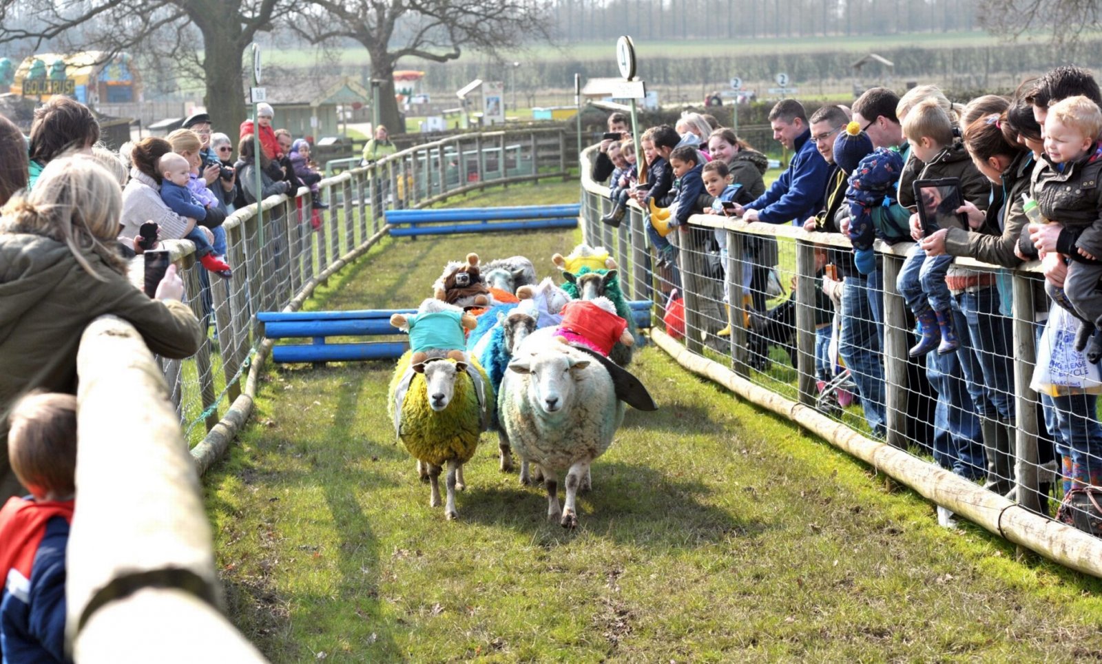 Sheep-Grand-National-at-Hatton-Adventure-World-in-Warwickshire.jpg