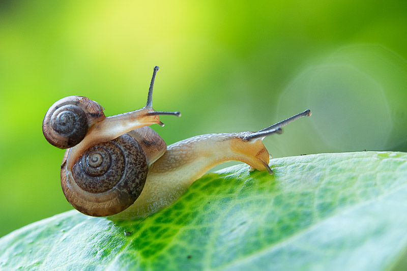 snails.jpeg