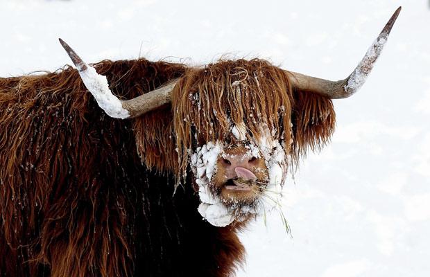 snow-cow_1552967i.jpg