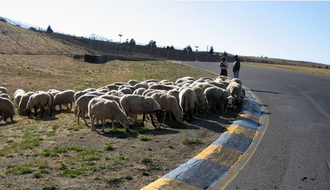 solar-powered-nascar-sheep.png