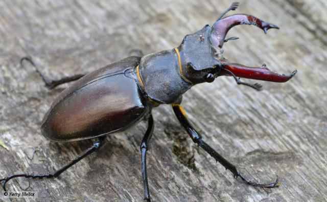 stag_beetle_1.jpg