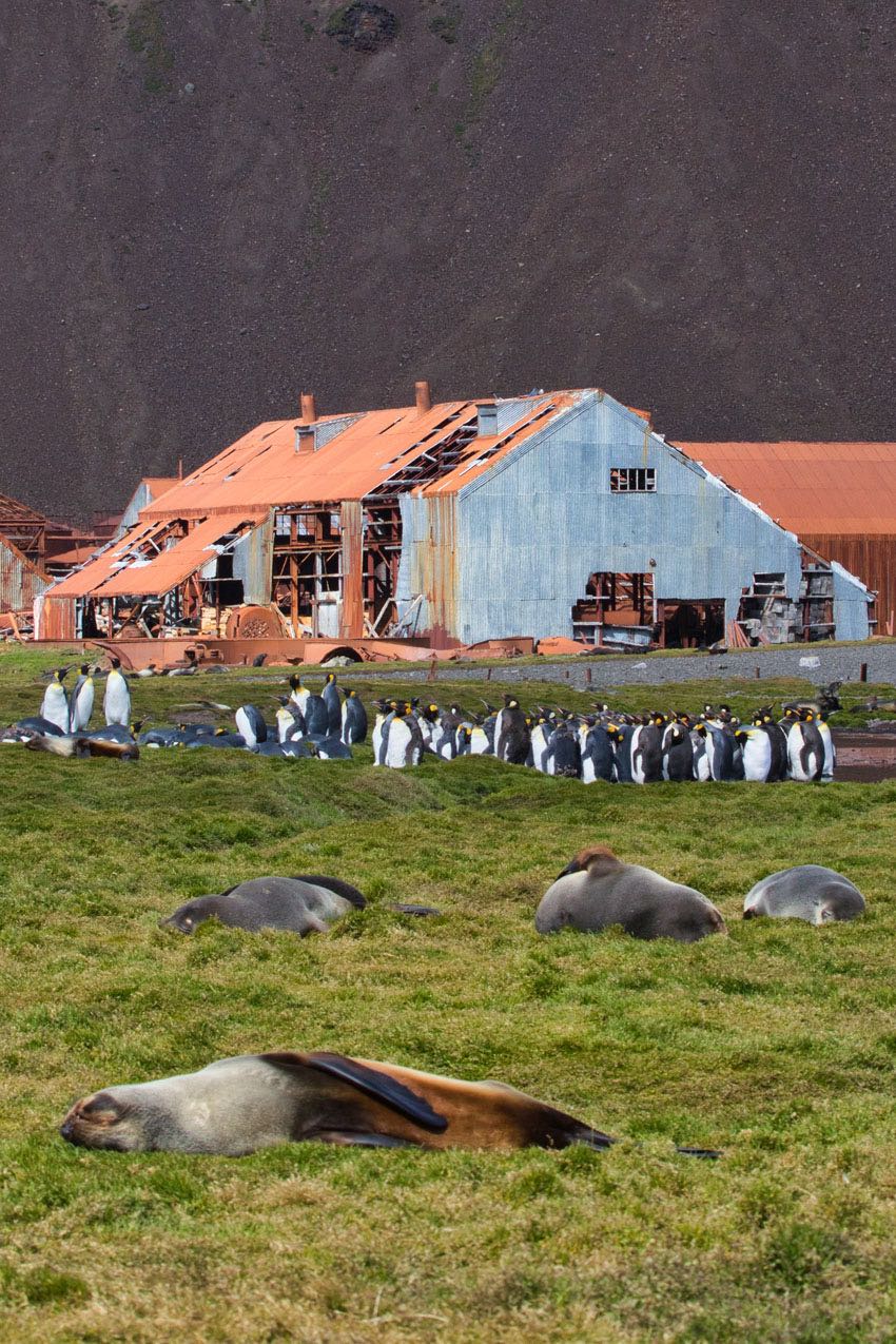 Stromness seals.jpg