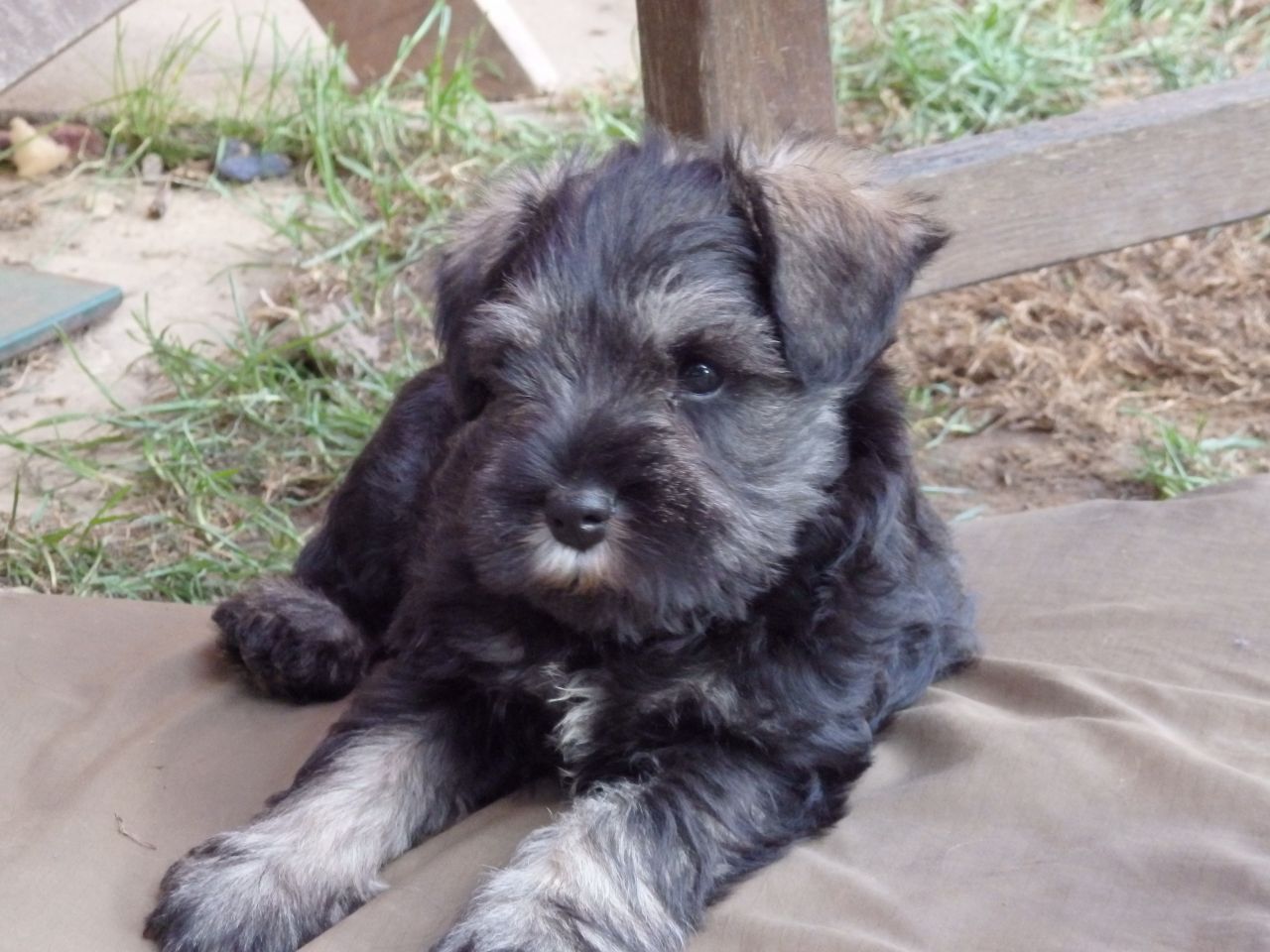 stunning-miniature-schnauzer-puppies-561ac01f47b03.JPG