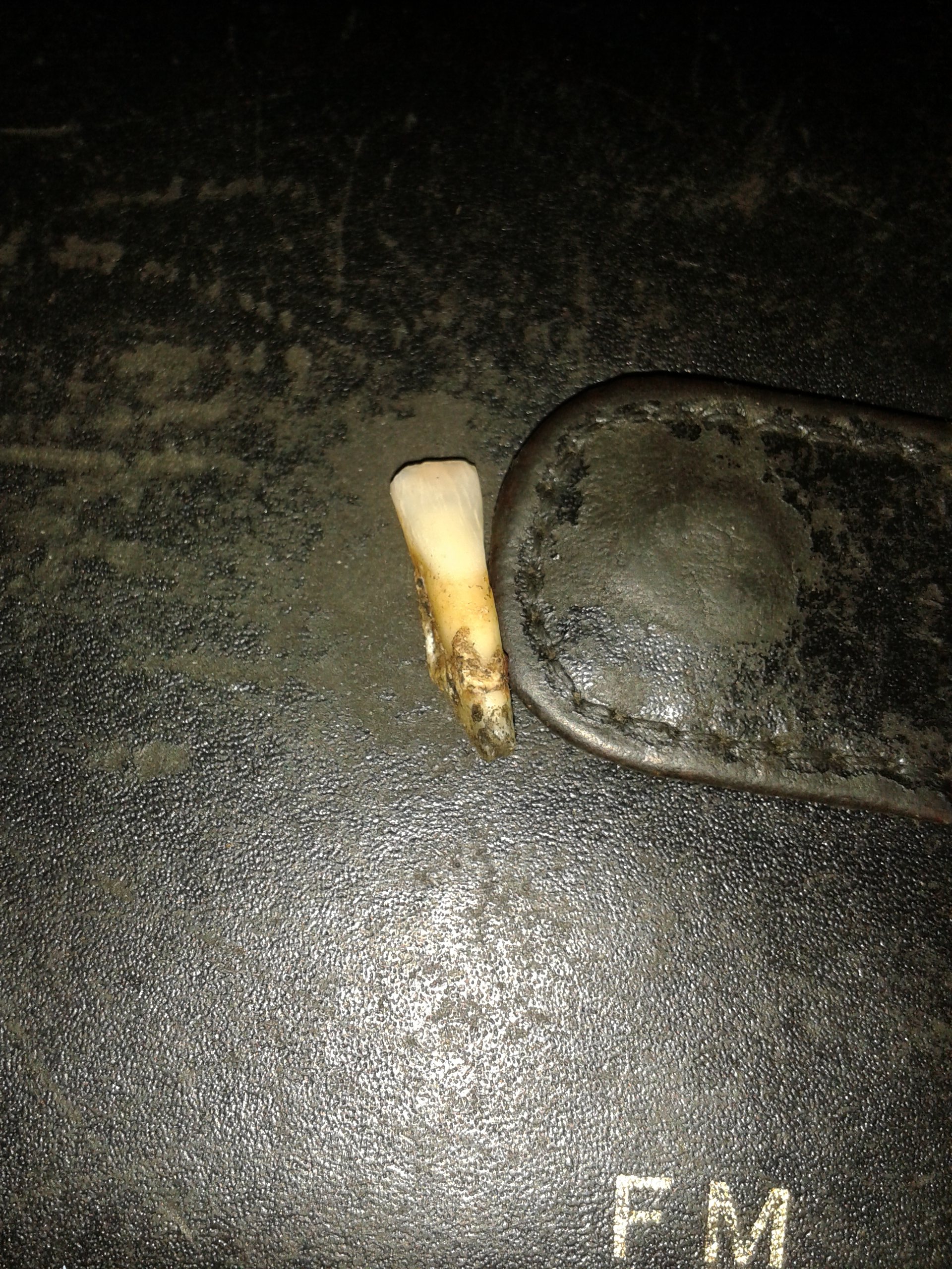 tooth 002.jpg