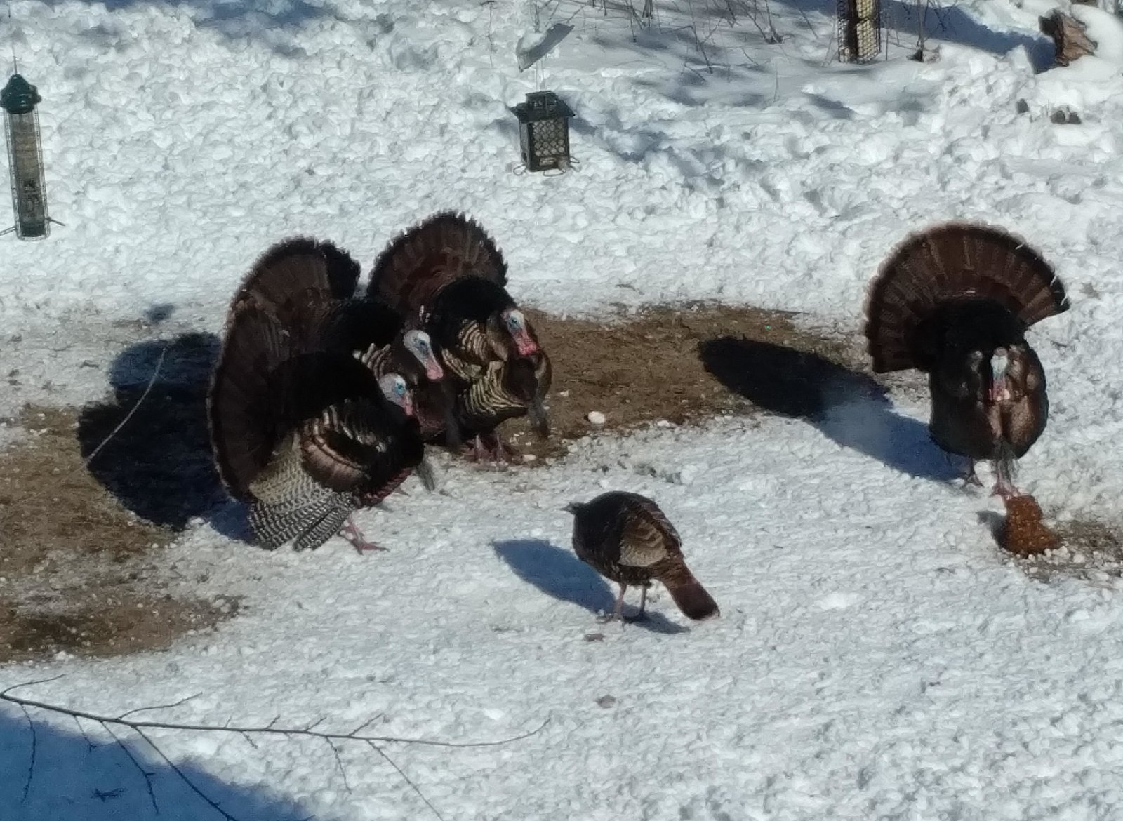 Turkeys april2018.jpg