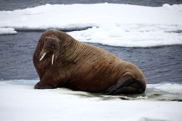 Walrus_Resting_on_Ice_600.jpg