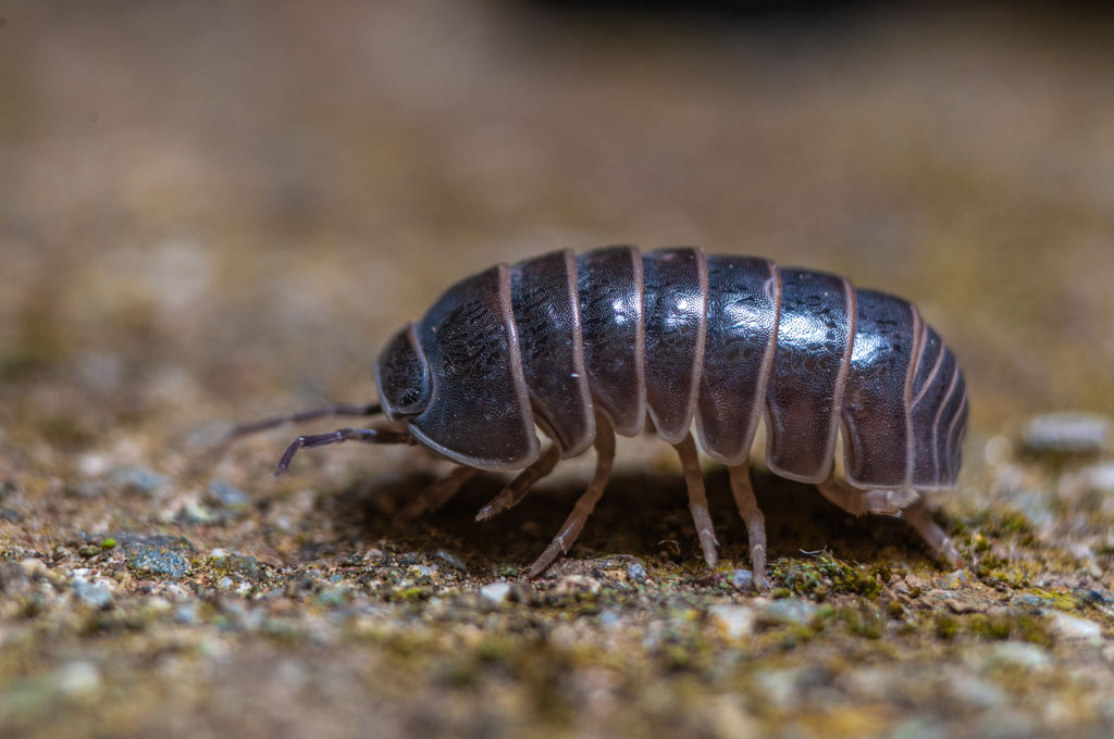 Woodlice_-_Adobe_Stock.jpg