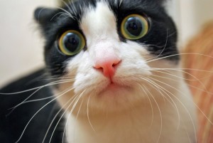 worried-cat-face-300x201.jpg