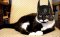 cat batman.jpg