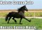 Horses-gonna-Horse_c_146157.jpg