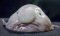 blob-fish.jpg