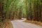 Long-and-Winding-Road in trees 950.jpg