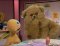 zippy-and-bungle.jpg