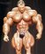 medium_4e15b1f12f52762f0a000003_insane_muscles_33.jpg